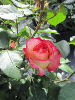 Edelrose Leo Ferre2